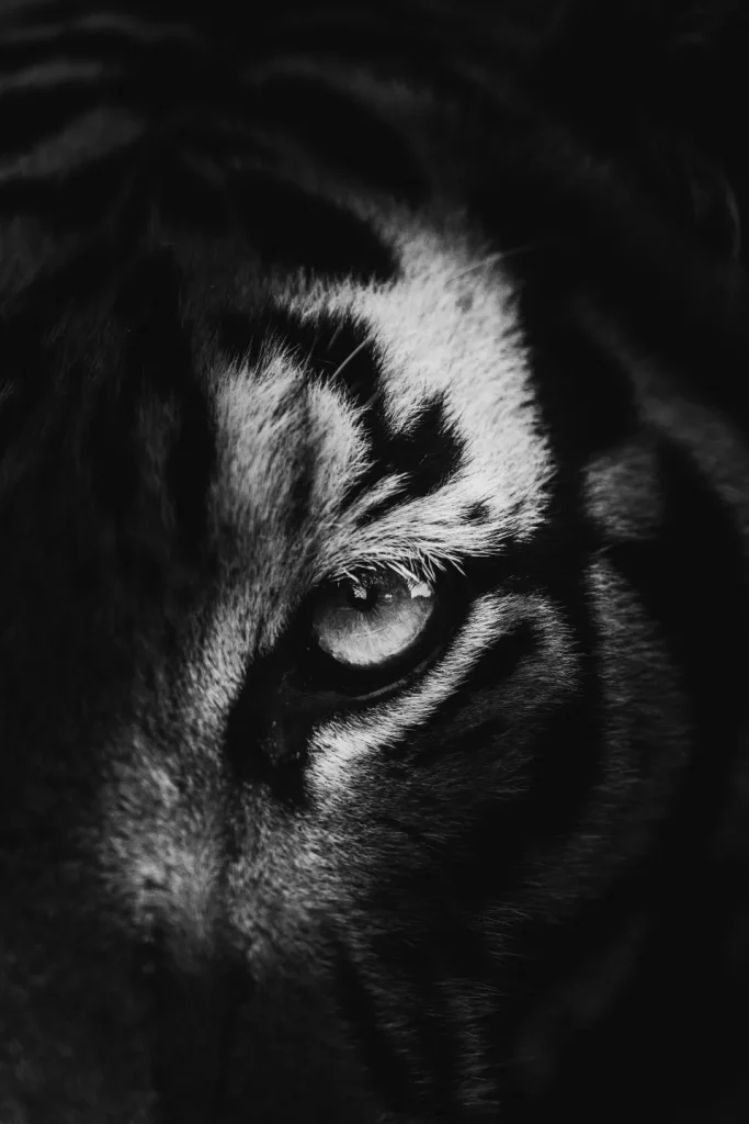 Close up of tiger's eye against dark background | image credit Qijun Huang on Unsplash https://unsplash.com/photos/a-black-and-white-photo-of-a-tigers-face-sDLTTX2IPQw?utm_content=creditShareLink&utm_medium=referral&utm_source=unsplash
