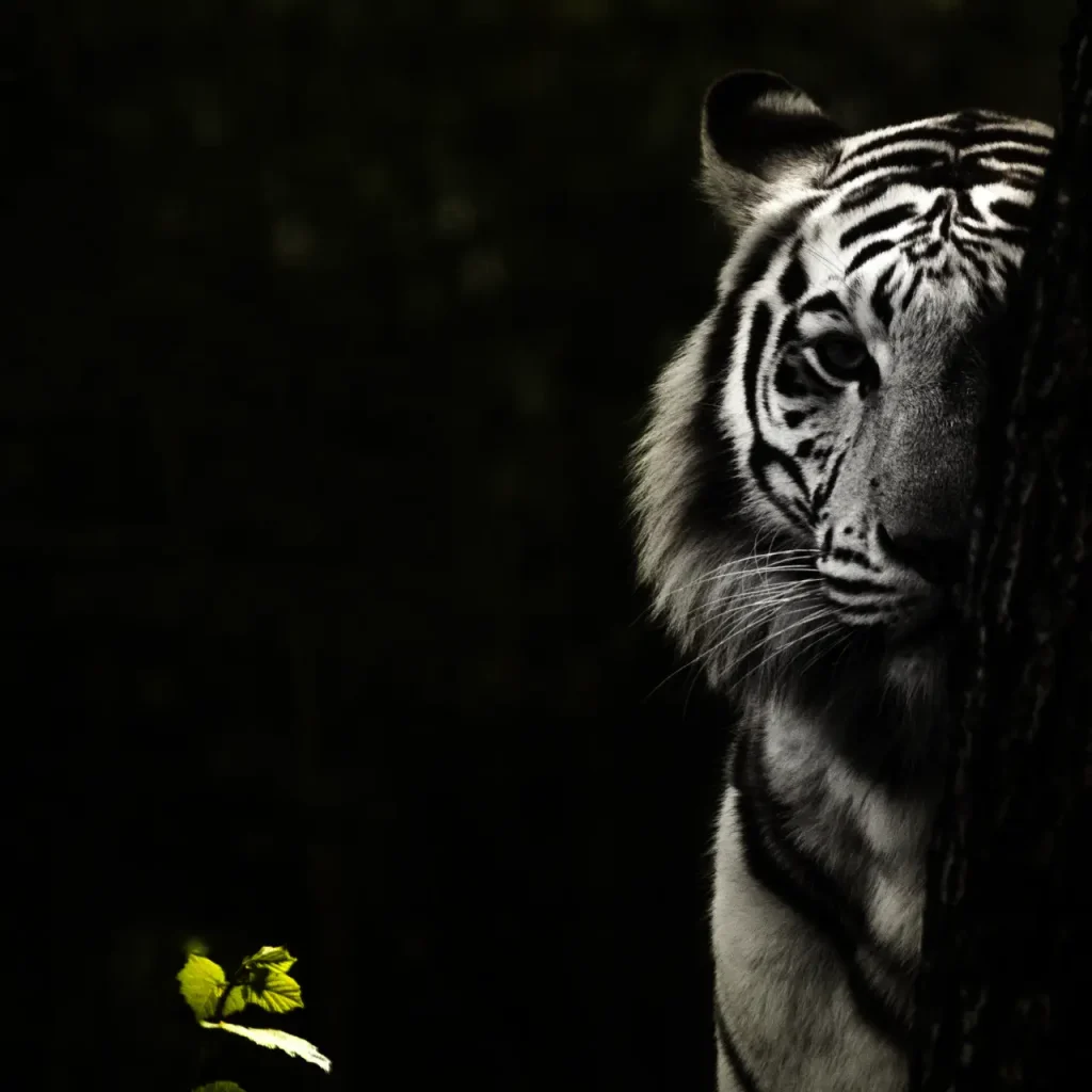 Black and white tiger half hidden behind tree against black background with one lone green leaf showing in the foreground | Image credit Peter van der Vaart on Unsplash https://unsplash.com/photos/a-white-tiger-standing-next-to-a-tree-DhajKTKoMzw?utm_content=creditShareLink&utm_medium=referral&utm_source=unsplash